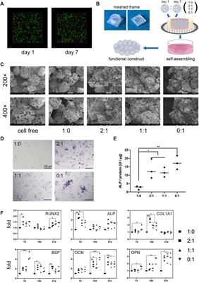 Self-assembled microtissues loaded with osteogenic MSCs for in vivo bone regeneration